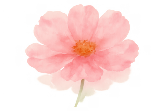 Pink cosmos flower watercolor painting with delicate petals, blooming botanical garden illustration on transparent background