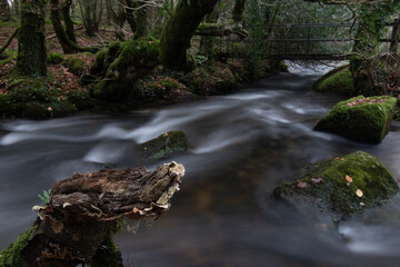 Fungi growing on a branch besides the River Lynher Bodmin Moor Cornwall