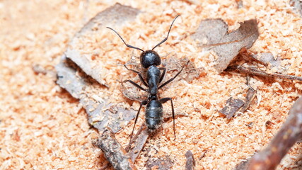 ant on the ground