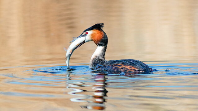 great crested grebe
