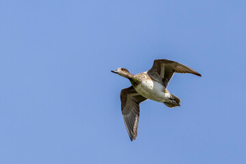Eurasian wigeon