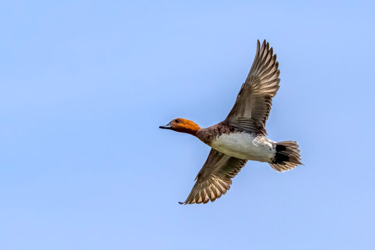 Eurasian wigeon