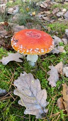 fly agaric mushroom