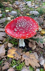 fly agaric mushroom