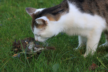 Eine Katze hat einen Vogel gefangen und will ihn fressen
