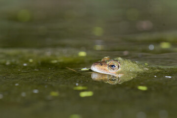 Close-up of a common frog in a pond