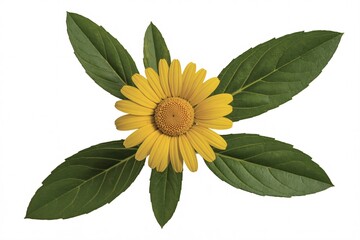 Isolated yellow flower with green leaves floral botanical nature blossom art