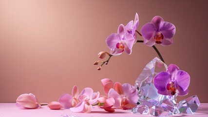 Pink Phalaenopsis Orchids With Clear