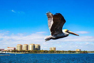 pelican in flight