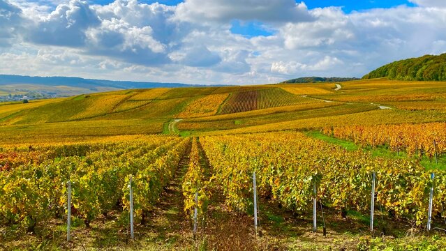 vineyard in autumn in Epernay