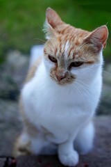 Portret słodkiej kotki, zdjęcie drugie © Marcin
