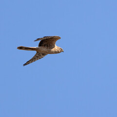 Pallid Harrier