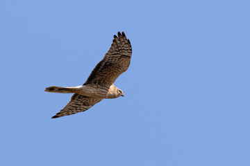 Obraz premium Pallid Harrier
