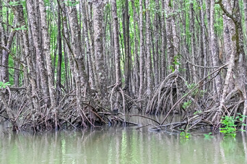 Obraz premium Tightly packed trunks and intricate, sprawling root systems of dense mangrove forest create a natural wall along calm green waters of a river in Krabi, highlighting the unique ecology of the region.