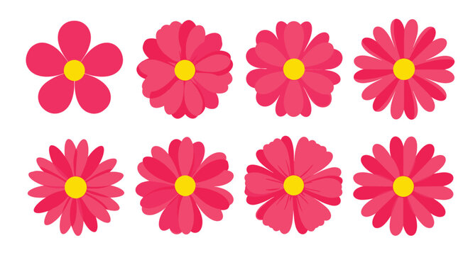 A collection of vibrant pink daisy-like flowers with yellow centers in varying petal arrangements.