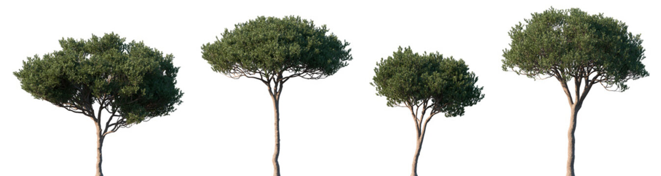Set of Pinus pinea (the stone pine) frontal set trees isolated png on a transparent background perfectly cutout