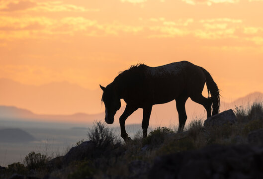 Wild Horses at Sunset in Autumn in the Utah Desert
