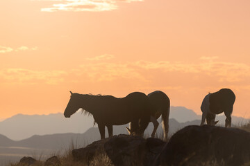 Wild Horses at Sunset in Autumn in the Utah Desert