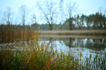 Close-up texture of tree bark covered with natural green moss. Detailed organic surface with rough wood patterns and rich earthy tones, perfect as a nature background, texture overlay, or design eleme