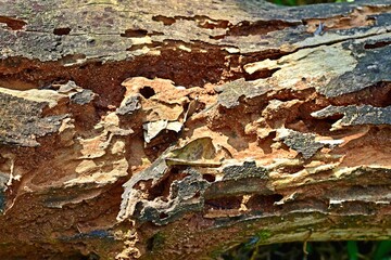 Detailed look at a damaged tree trunk with peeling bark, earthy tones, and rugged patterns formed through years of decay and environmental exposure