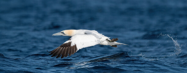 A Northern Gannet (Morus Bassanus) Starts To Fly Over The Sea
