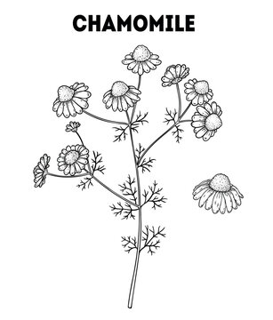 Chamomile vector drawing illustration. Hand drawn sketch. Vintage medicinal plant sketch
