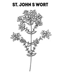 Obraz premium St. John S Wort vector drawing illustration. Hand drawn sketch. Vintage medicinal plant sketch