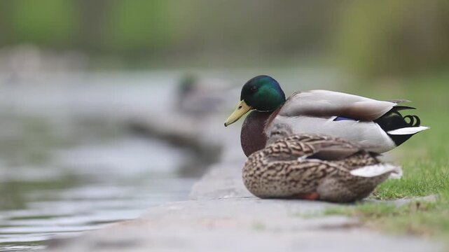 Wild mallard duck Anas platyrhynchos on city and near location
