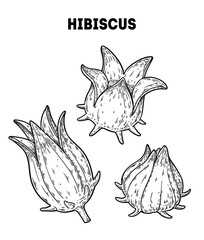 Roselle hibiscus vector drawing illustration. Hand drawn sketch. Vintage medicinal plant sketch © DiViArts