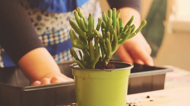 Succulent in green pot - A newly repotted Gollum Jade succulent sits in its new, bright green pot