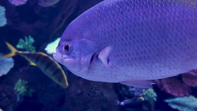 Yellow Blueback Fusilier