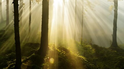 Majestic sunbeams pierce through misty ancient forest at dawn - Powered by Adobe