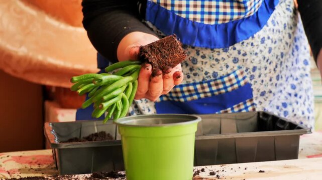 Repotting Gollum Jade succulent - Preparing to repot a Crassula ovata Gollum (Jade Plant) into a new green pot