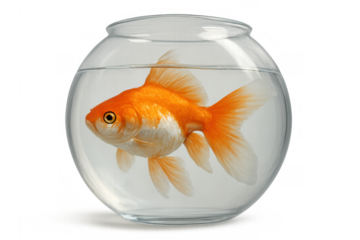 Goldfish swimming in a glass fishbowl containing clear water, isolated with a transparent background