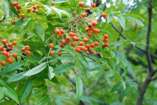 Sorbus commixta, mountain ash tree with pinnate leaves, white summer flowers, and red autumn berries in Korean highlands. Photographed in Korea.