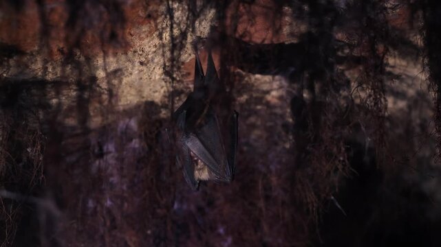 Close up small lesser horseshoe bat covered by wings, hanging upside down on top of by roots growth arched cellar waking up shaking after hibernation. Creatively illuminated wildlife blurry background
