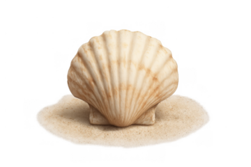 Scallop shell standing upright on sand, transparent background, isolated marine mollusk, ocean nature element