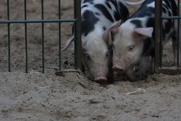 Bentheimer Ferkel am Gitter im Stall -2 Ferkel des Bentheimer Landschweins &ndash; &ouml;kologisch-biologische Tierhaltung