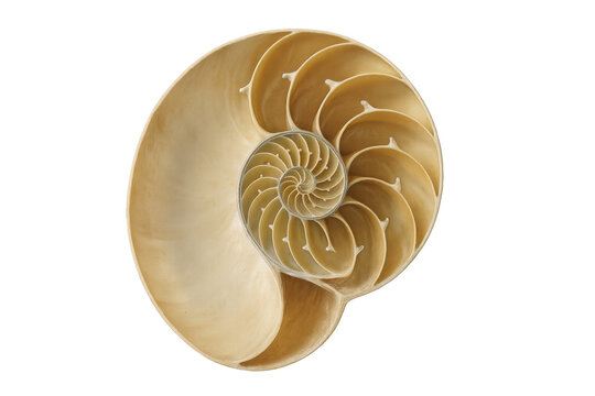 Nautilus shell cross section revealing logarithmic spiral, growth geometry, and golden ratio on transparent background