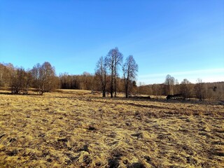 A spring landscape with dry grass in a field and a blue sky in the background. It's April, the first warm days after the snow melts. A unique image of wildlife.