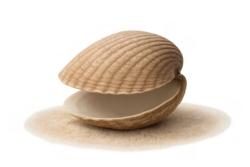 Open seashell displaying empty interior on sand patch for marine life, beach, ocean, and summer themes