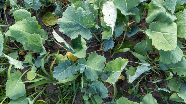 Young turnip leaves growing in a farm field, top view. Concept: agriculture, farming, harvest