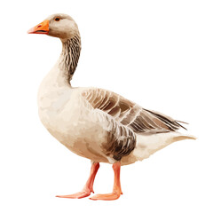 Flat 2D Goose vector illustration, icon graphic on white background