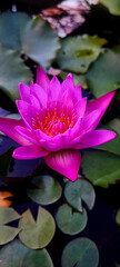 macro picture of purple lotus flower