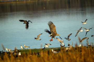 A majestic eagle soars through the air with meat in its claws, as various birds take to the sky nearby. This scene unfolds by tranquil waters during the evening hours