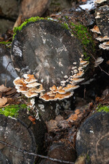 Orange-white parasitic fungi on an aspen log stored outdoors.