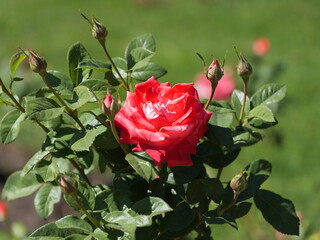 Red rose with buds against blurred background. Close-up. Copyspace