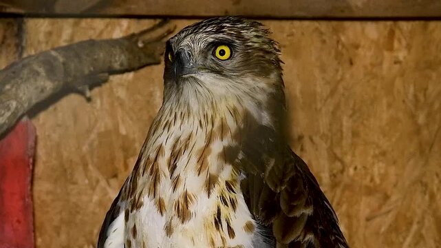 Portrait of Honey buzzard sitting in an aviary.