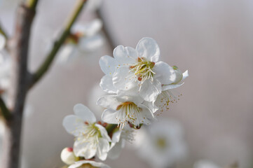 Prunus mume, a deciduous plum tree in the rose family with fragrant early spring blossoms and ripening summer fruit, cultivated across East Asia. Photographed in Korea.