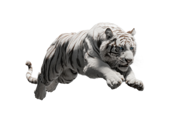 White Tiger Leaping Mid-Air on Transparent Background. Tiger Alpha, Cut-out.